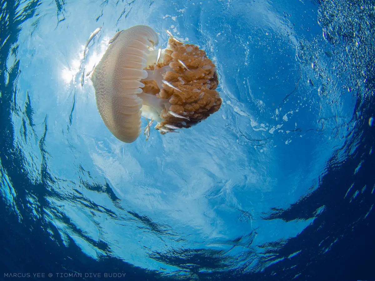刁曼岛潜点 水下实拍水母 玻璃水世界 | Tioman Dive Buddy